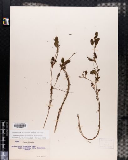 Potamogeton spirillus