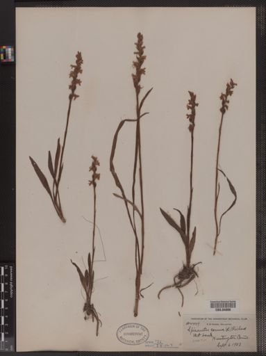 Spiranthes cernua