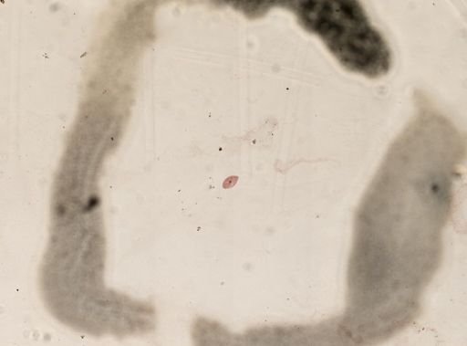 Paramecium aurelia