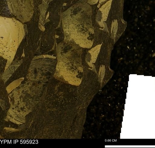 undet. Bivalvia