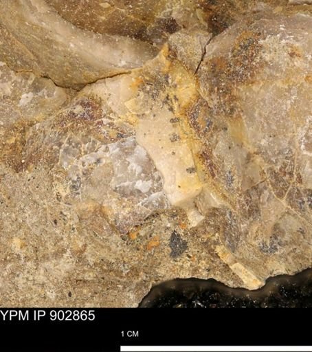 undet. Mollusca