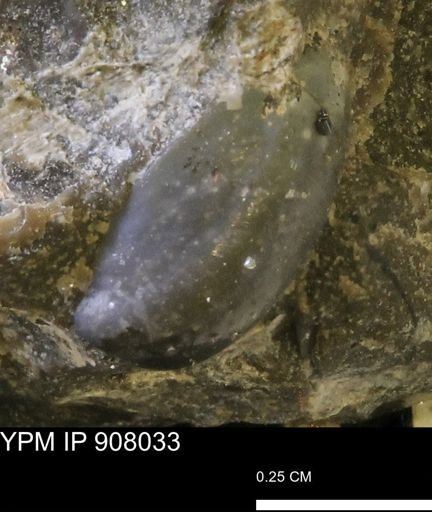 undet. Bivalvia