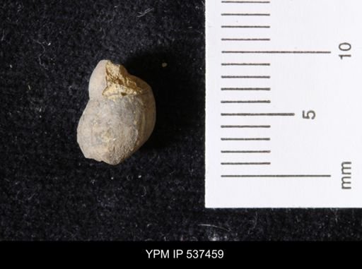 Goniobasis ortmanni
