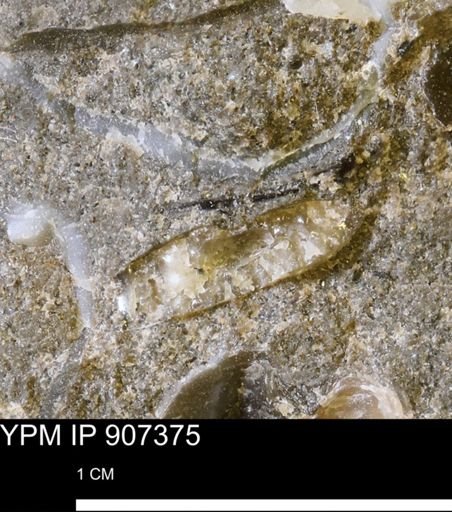 undet. Scaphitidae