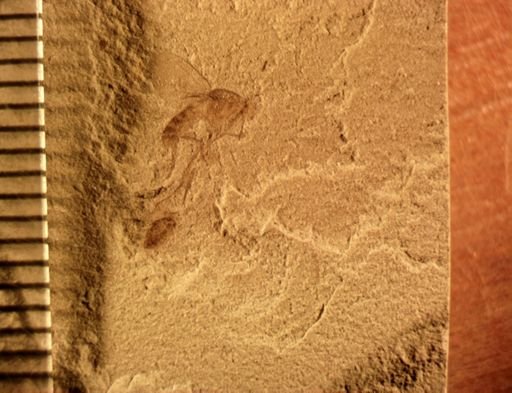 undet. Diptera