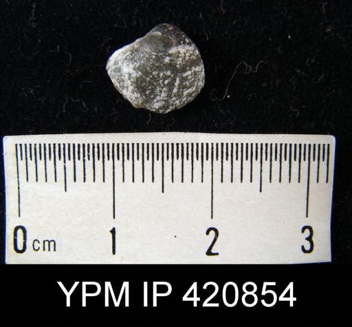 undet. Athyridida