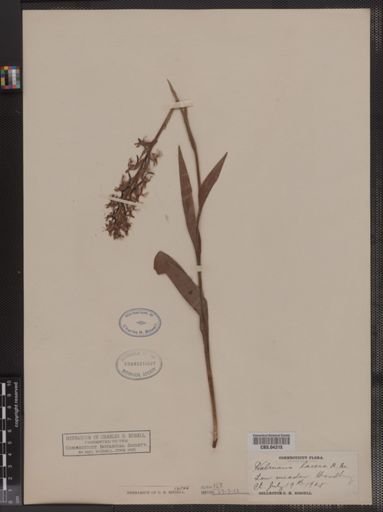 Habenaria