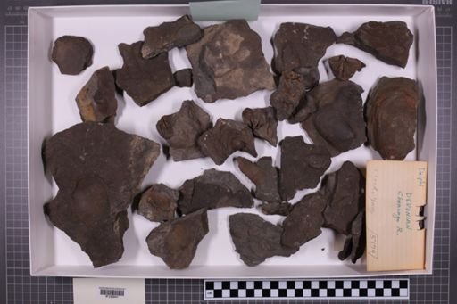 mixed taxa, stratigraphic collection