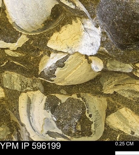 Limopsis striatopunctatus