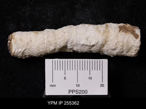 Preverticillites columnella