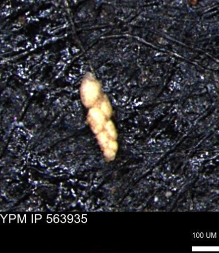 Bimonilina variana