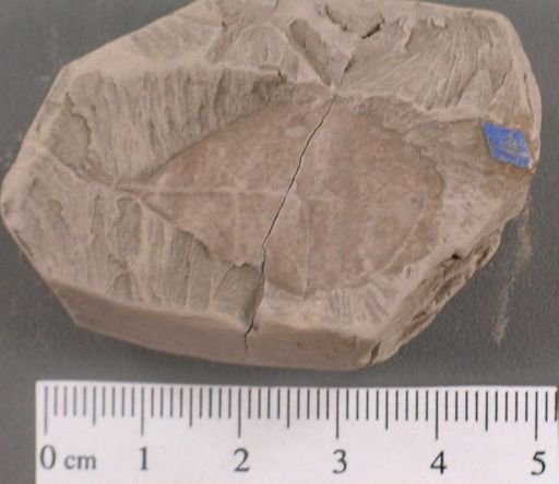 Celastrophyllum crenatum