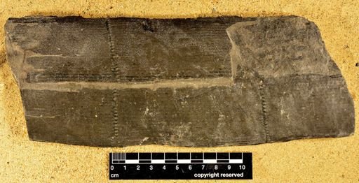 Calamites sp.