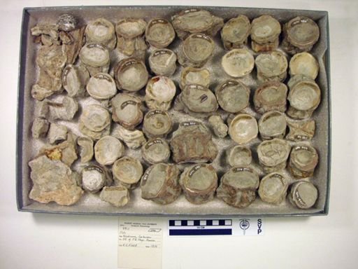 Xiphactinus sp.