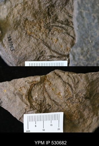 undet. Crinoidea