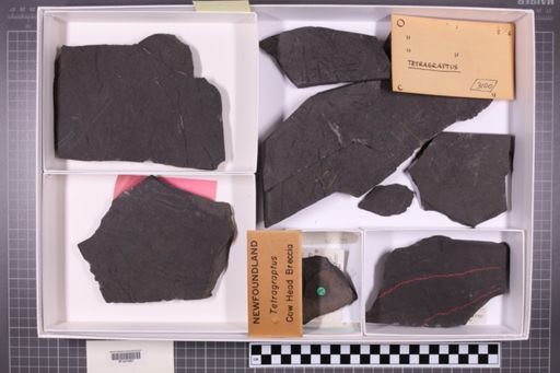 mixed taxa, stratigraphic collection