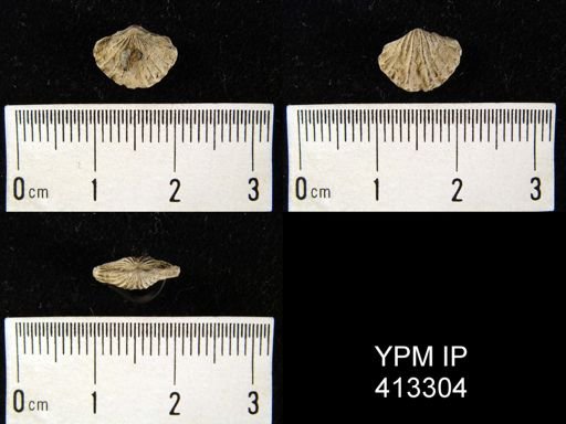 Trematospira?