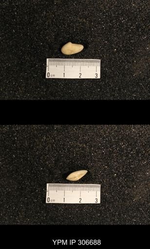 Phestia bellistriata