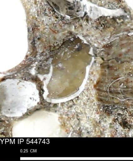Corbulamella gregaria