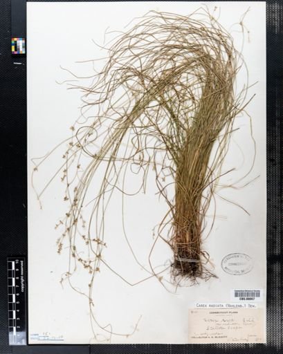 Carex radiata