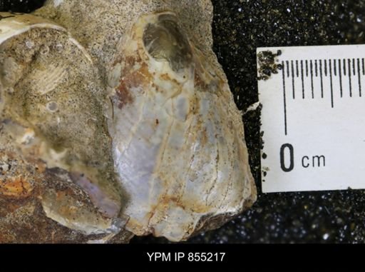 Euspira obliquata