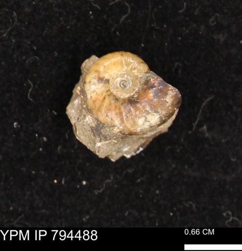 Hoploscaphites