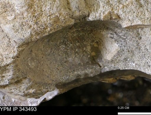 undet. Bivalvia