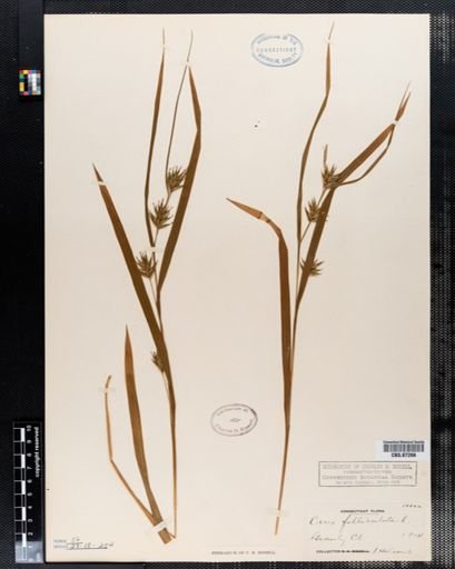 Carex folliculata