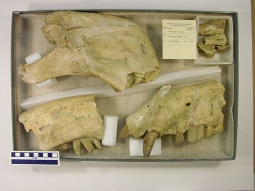 Teleoceras fossiger