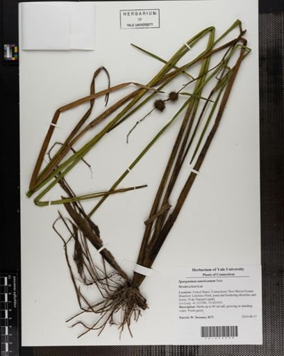 Sparganium americanum