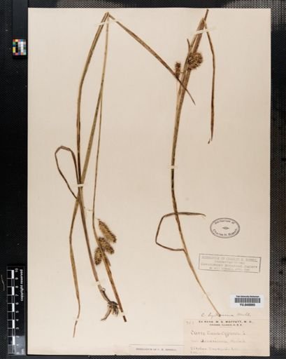 Carex hystricina