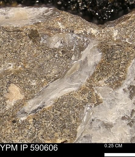 Ostreacea