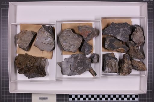 mixed taxa, stratigraphic collection