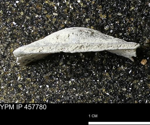 Strophodonta sp.