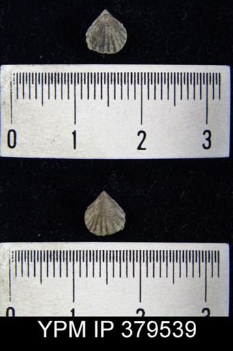 Camarotoechia indianensis