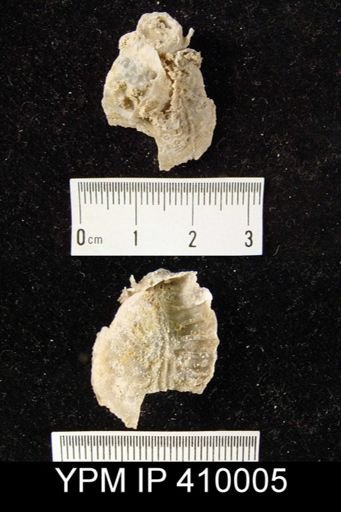 Leptodus nobilis americanus?