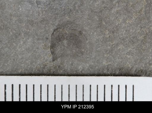 Pseudoniscus sp.
