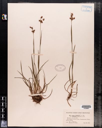 Luzula campestris