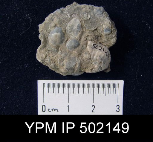 Spirifer sp.