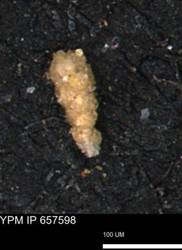 Verneuilinoides hectori