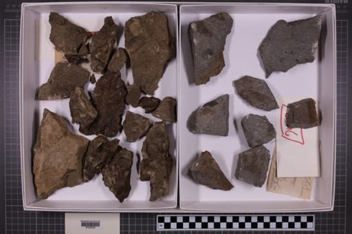 mixed taxa, stratigraphic collection