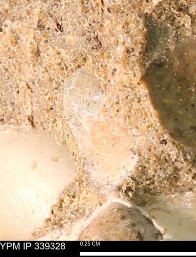 undet. Bivalvia
