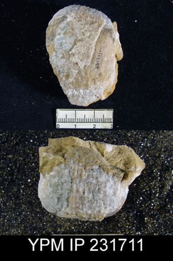Juresania nebrascensis