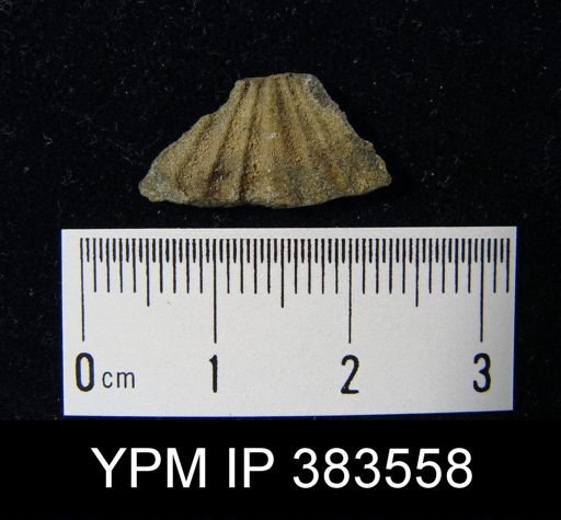 Leptostrophia sp.