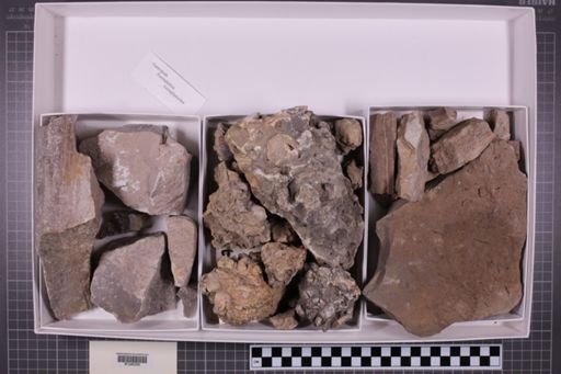 mixed taxa, stratigraphic collection