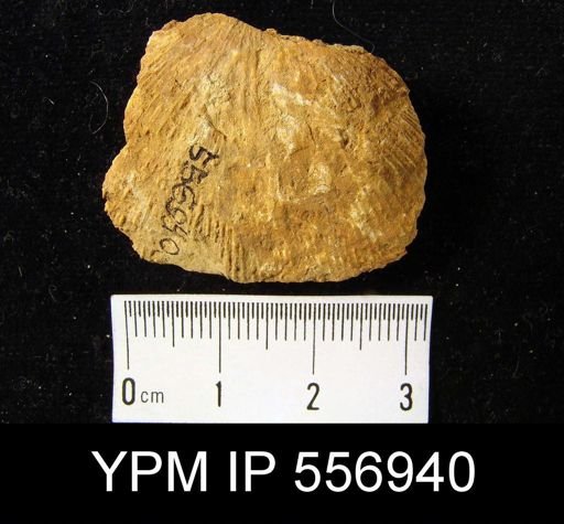 undet. Brachiopoda