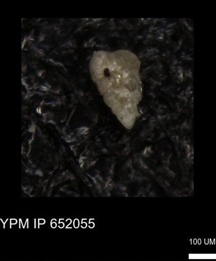 undet. Heterohelicidae