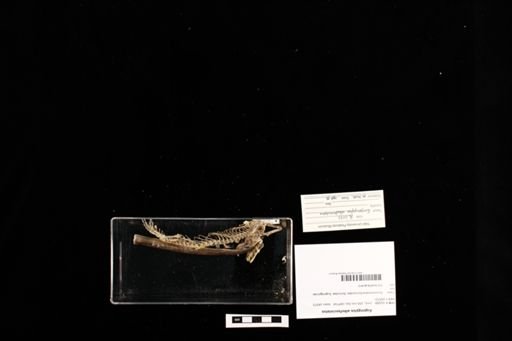 Eugongylus albofasciolatus