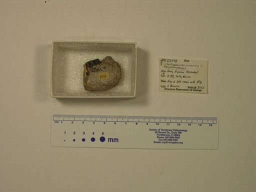 Archaeohyrax suniensis