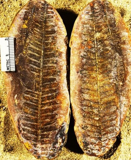 Pecopteris